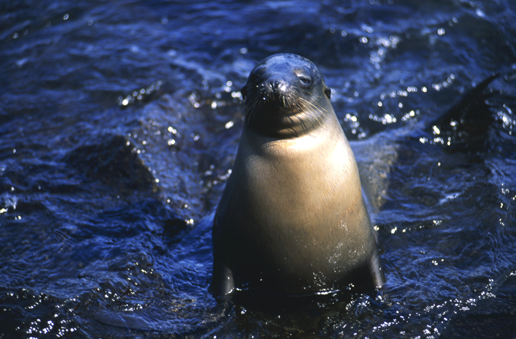 DIVING;Underwater;sea lion;hero;out of water;galapagos;F286 54B 1